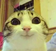 萌萌哒小猫带字图片