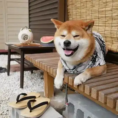 萌宠头像超级无敌可爱的柴犬啊
