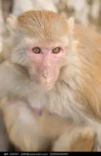 猴子的特写高清图片下载红动网
