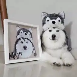 一只世界上最快乐的哈士奇
