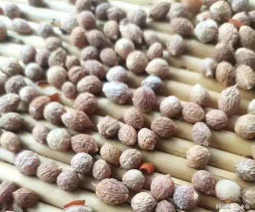 酸枣收购价已经上千块还供不应求现实可能更夸张
