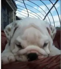 转让英国斗牛犬,包纯种健康

