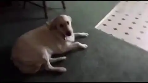 狗狗可爱表情包偷吃
