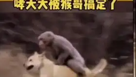 空姐被大叔搞蒙了
