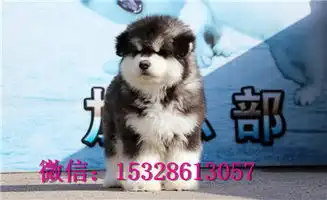 武威哪里能买到纯种哈士奇赛级哈士奇多少钱棕色哈士奇图片哈士奇犬舍
