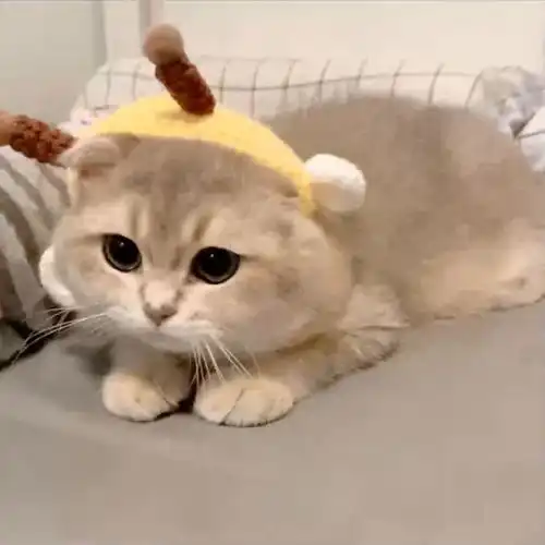 主人给猫咪买的帽子,结果猫咪这样的表情,看出来不太喜欢
