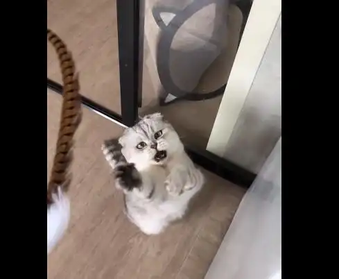 铲屎官用羽毛逗猫咪玩,不料喵星人那双斗鸡眼却是搞笑了
