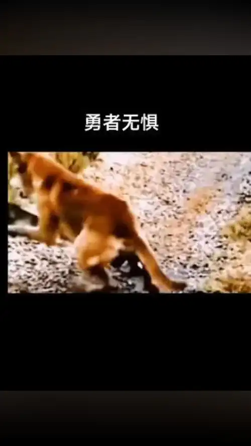 狗拿耗子吗,动物世界恶搞精彩片段
