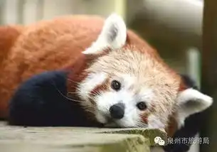 白臀叶猴小熊猫等200种动物,你将在泉州一次性看到时间就在
