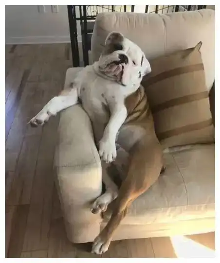 萌图斗牛犬找主人讨要食物遭拒,随后表情让主人不得不服
