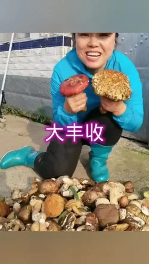 今年的胖腿蘑比往年都早吧,采蘑菇太开心啦野生蘑菇三农记录我的农村生活

