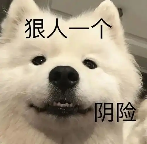 狗狗系列表情包二