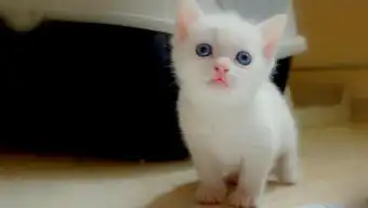 小狗赶走母猫充当猫妈妈
