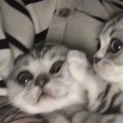 可爱又萌的小猫咪来了,动物搞笑情侣头像
