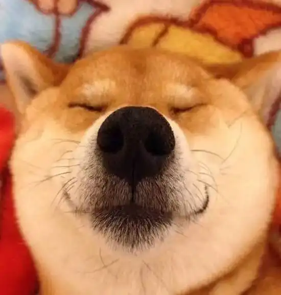 认真的,千万千万不要让你家的狗和二哈混...不然....
