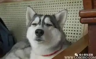 傻缺二货哈士奇搞笑摄影萌图照片
