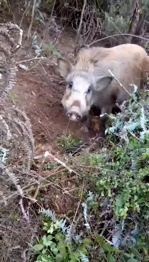 发现野猪我该怎么办
