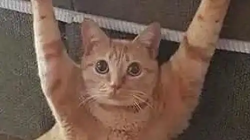下班看见猫咪双手投降,还以为它犯啥错了,走近后铁憨憨无疑了
