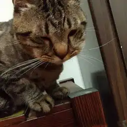 萌猫被蜂蛰肿成猪头傲娇包子脸让人好笑又心疼
