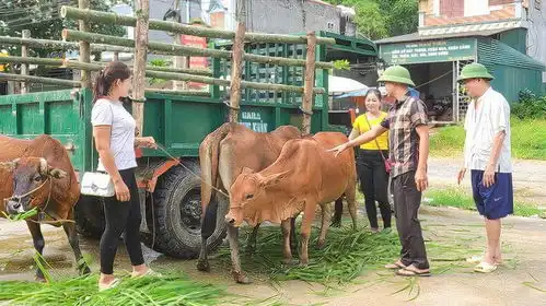 收购村民放养的土黄牛,梦婷和嫂子拉到集市售卖,赚取辛苦费
