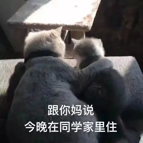 好奇猫咪是怎么过520的为此,我们采访了68只猫和4只狗
