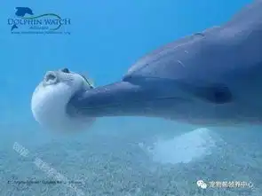 河豚在海里散步却惨被屁孩海豚撞飞,经典表情让人笑喷
