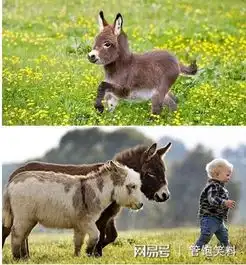 这是俺们家的宠物,怎么样,可爱吧搞笑吧
