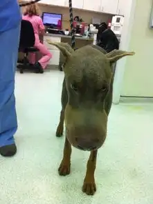 呆萌狗变猪头..看你敢不敢再玩蜜蜂
