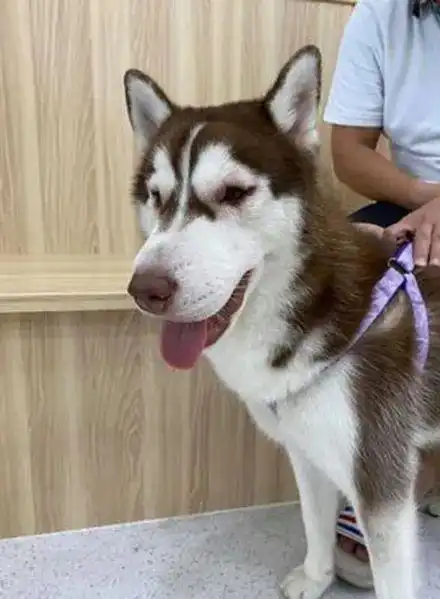 哈士奇咬死蜈蚣肿成了个猪头,可没想到原因是这样子的,好沙雕
