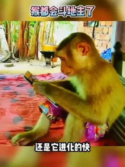 恶搞配音灵长类动物猕猴爆笑动物野生动物恶搞字幕动物集锦动物园
