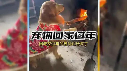 当零零后带着自己的宠物回家过年,那场面能有多好笑
