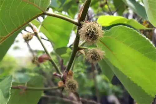 青木香的形态特征
