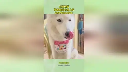 太好玩啦,榴莲蛋糕太馋人啦,祝小狗生日快乐
