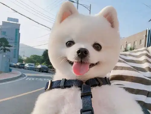 博美总喜欢乱吃东西,这该如何是好

