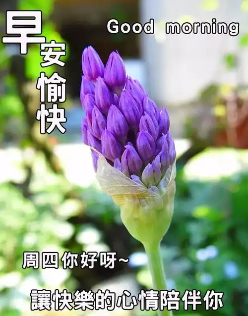 星期四早上好祝福问候语图片,微信早安问候语暖心句子
