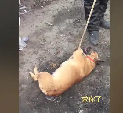 狗狗被主人带来狗市卖,它在地上装疯卖傻,路人能不卖就别卖了
