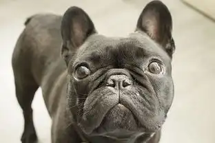 大型犬吃什么长骨架,比特犬怎么长大骨架
