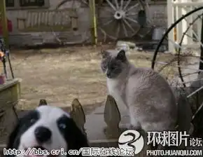 盘点动物爆笑瞬间动物界的搞笑之王
