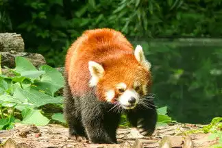 野生动物图片免费下载第2页千图网
