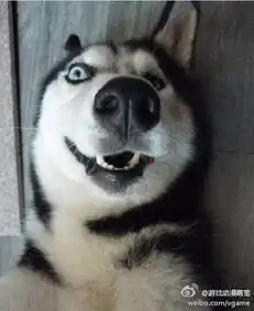 谁知道这条狗叫什么名字
