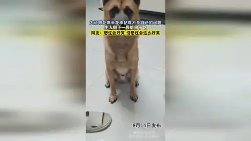 为证明吃爆米花棒粘嘴不是自己的问题,主人掰下一段给狗子吃,网友想过会好笑没想过会这么好笑