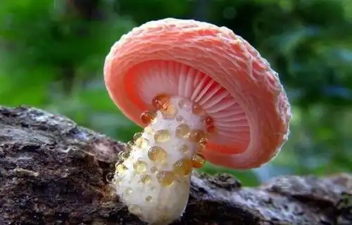 蘑菇鲜美好吃,可是有毒的蘑菇却要命,如何鉴别有毒蘑菇呢
