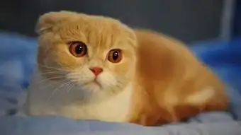 猫咪身上有趣的事情

