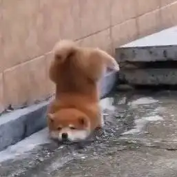 粉丝好卑微
