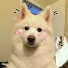可爱狗狗