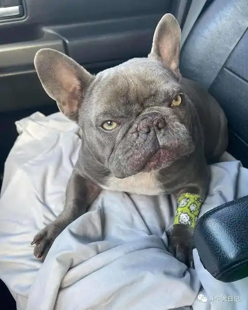 斗牛犬不知天高地厚挑衅豪猪,结果被扎成刺猬隔着屏幕觉得疼
