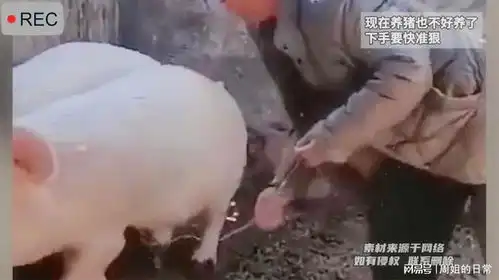 现在养猪也不好养了,给猪打针下手要快准狠
