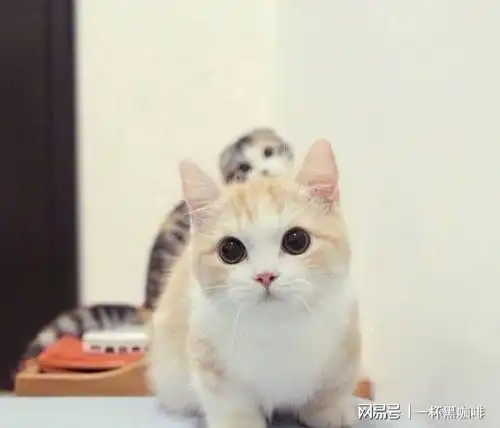 让人从头笑到尾的搞笑段子,个个奇趣横生
