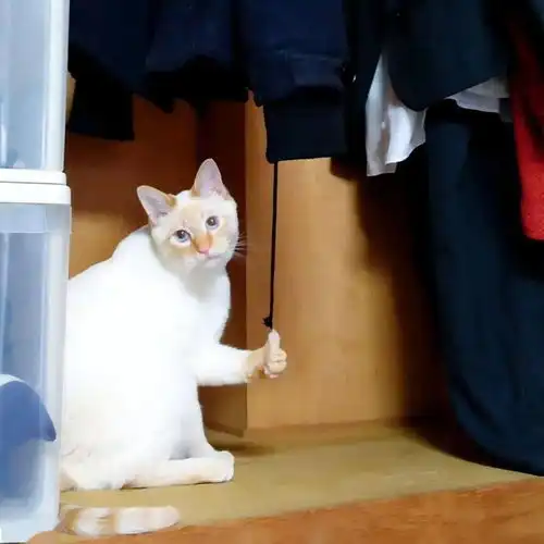 小猫咪突然竖起大拇指,是在夸我很棒棒嘛
