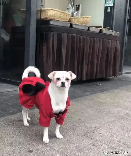 搞笑gif趣图今天是新手上路,我带个护身符带压压惊
